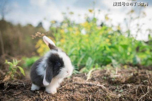 今天晚上澳门三肖兔羊蛇,数据资料解释落实_精装款31.763